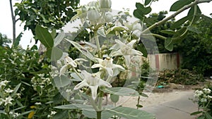 Rare white crown flower in Indian village